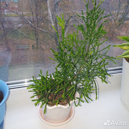 Комнатные растения цветущие хатиора(оленьи рога)