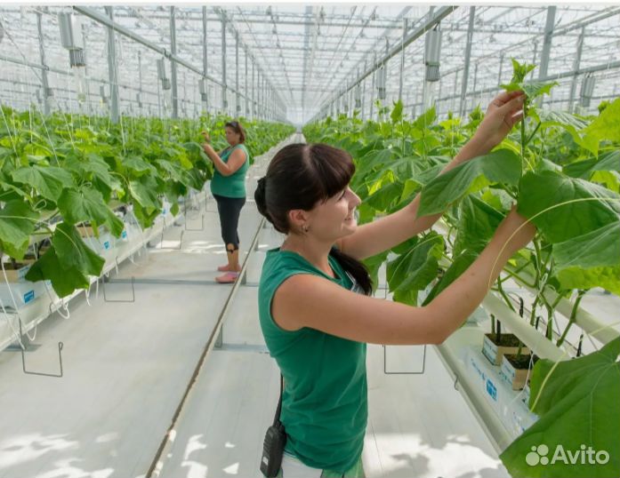 Упаковщица огурчиков платим каждый 10 дней