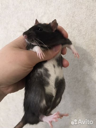 Крыса Шикарная пятнистость Крысята 2 месяца