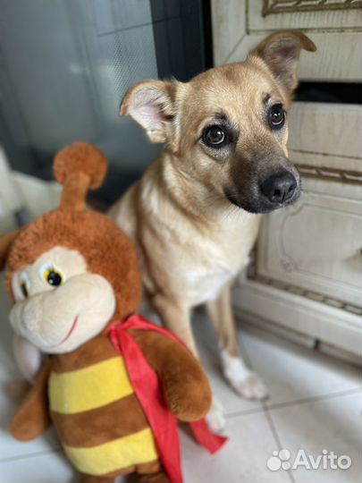 Мелкая молодая собачка стерилизованная