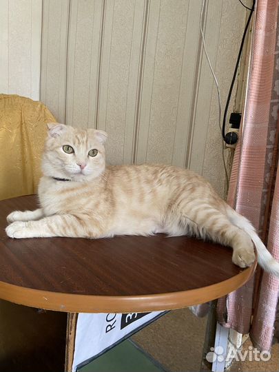 Очень ищем хозяина