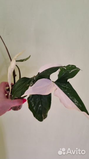 Сингониум империал вайт