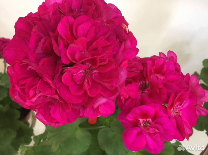 Черенки сортовых коллекционных пеларгоний на срез