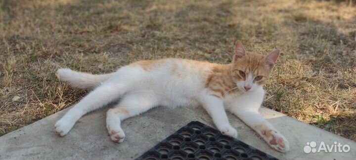 Котик в добрые руки