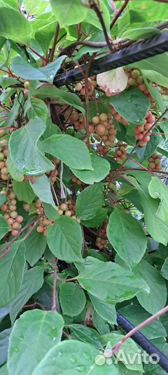 Лимонник саженец