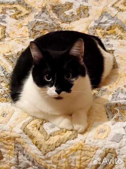 Кошка ищет семью