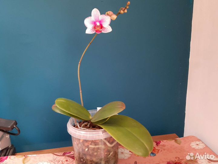 Орхидея фаленопсис