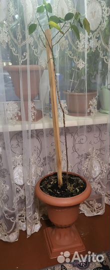 Разные цветы