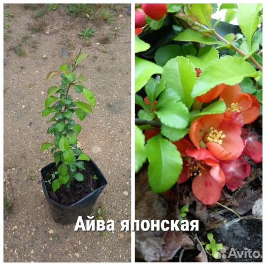 Растения для сада