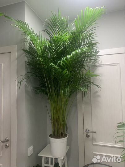 Пальма арека дипсис