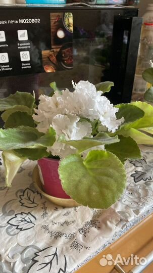 Фиалки детки