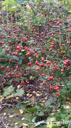 Шиповник бесшипный