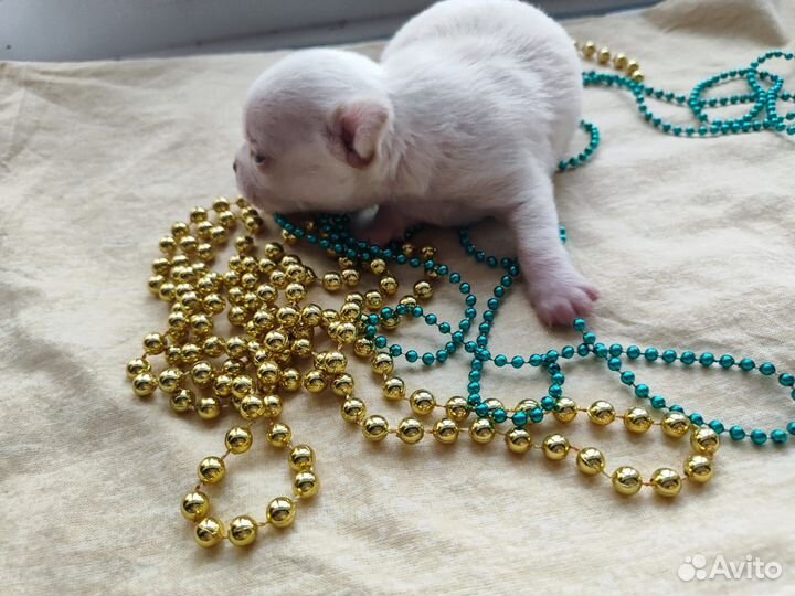 Собаки щенки маленькой породы