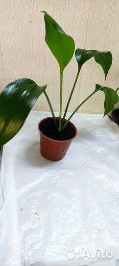 Эухарис амазонская лилия