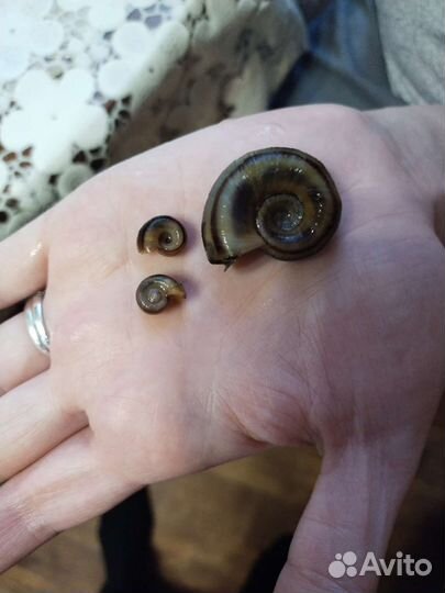 Креветки вишни. Улитки Маризы.Растения