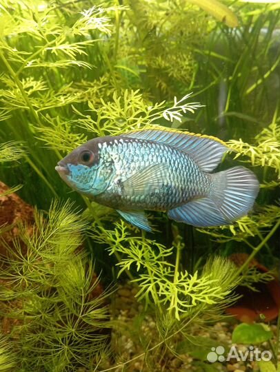 Малек голубой нанакары