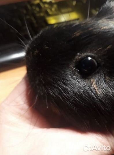 Ветеринар Врач Ремонт Кошки Собаки Вскрытие замков