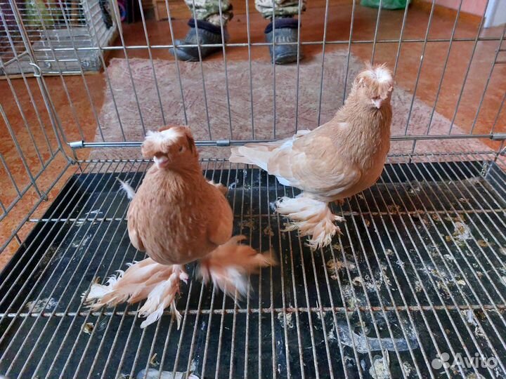 Голуби узбеки