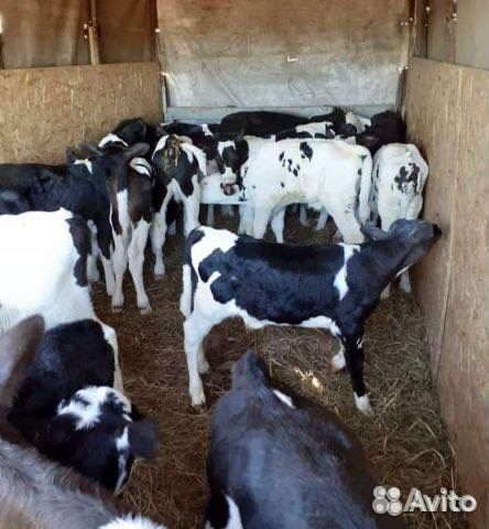 Бычки телята мясные