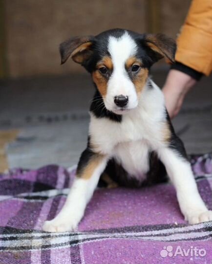 Щенок в добрые руки