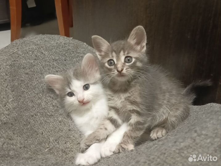 Котята в добрые руки бесплатно мальчики и девочки