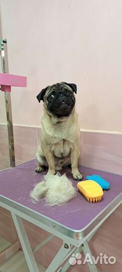 Груминг собак. Экспресс-линька и стрижки собак