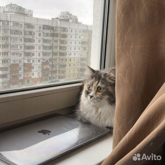 Кошки в добрые руки
