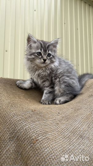 Пушистый комочек котенок в добрые руки