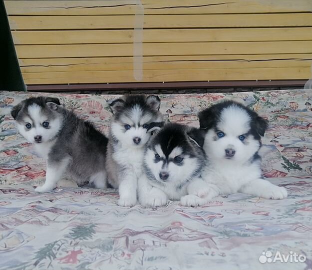Помски