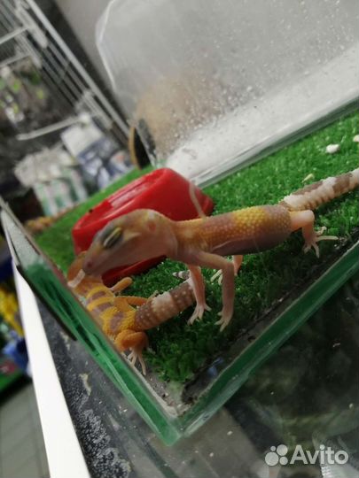 Геккон эублефар