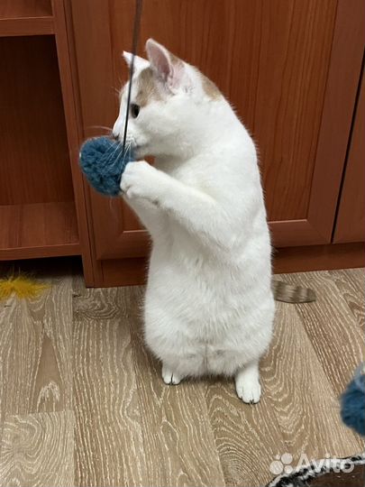 Спасенный котик