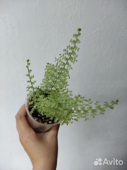 Нефролепис