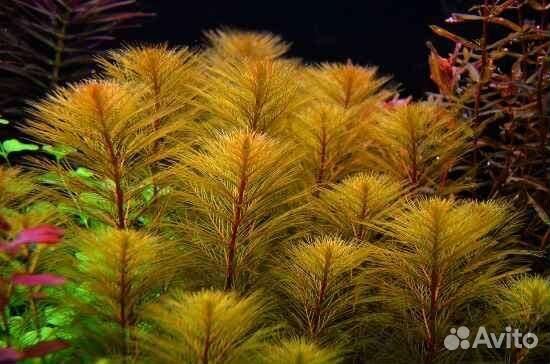 Аквариумные растения