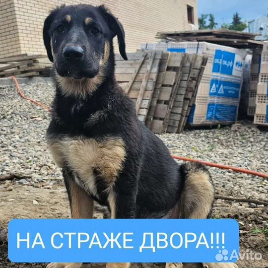 Собака в добрые руки отдам бесплатно