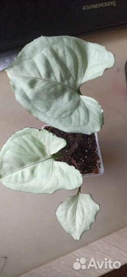 Сингониум Данг нувен