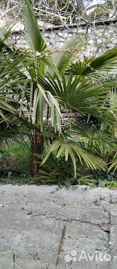 Пальма веерная