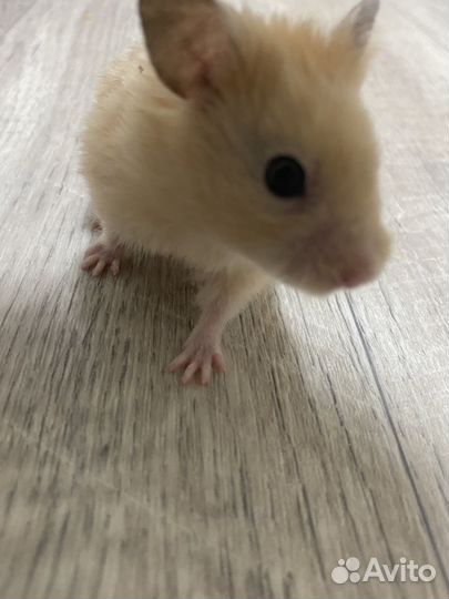 Сирийский хомячки