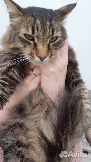 Кот Василий