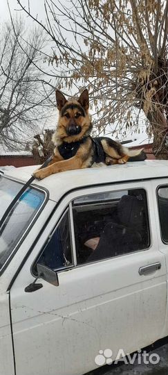 Немецкая овчарка вязка