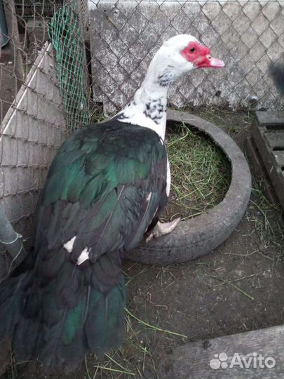 Селезень индоутки