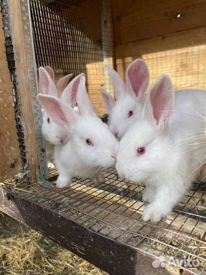 Кролики мясных пород