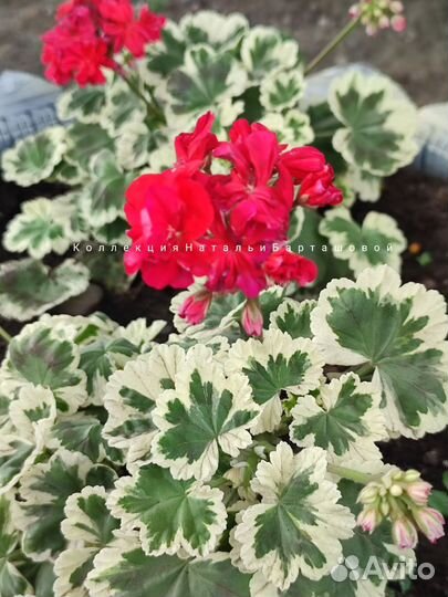 Пеларгония