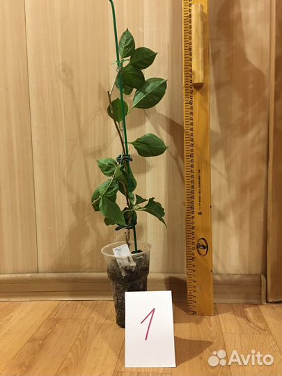 Бугенвиллия magenta