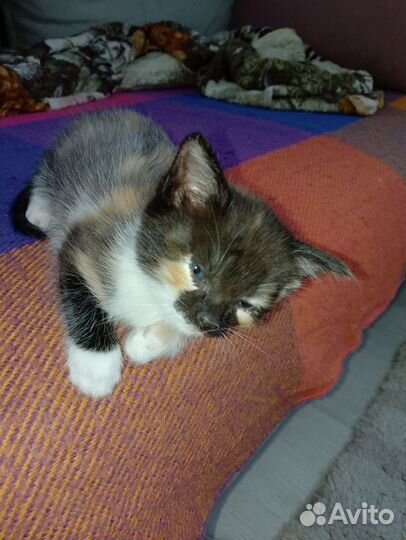 Отдам в хорошие руки котенка (кошка)