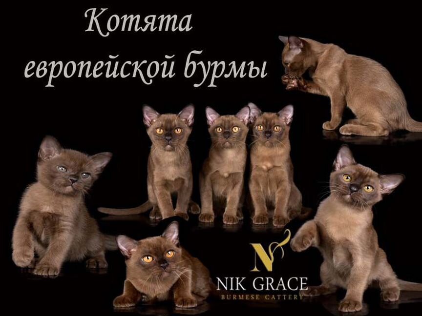 Котята из питомника