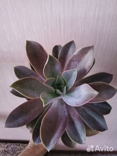 Суккуленты