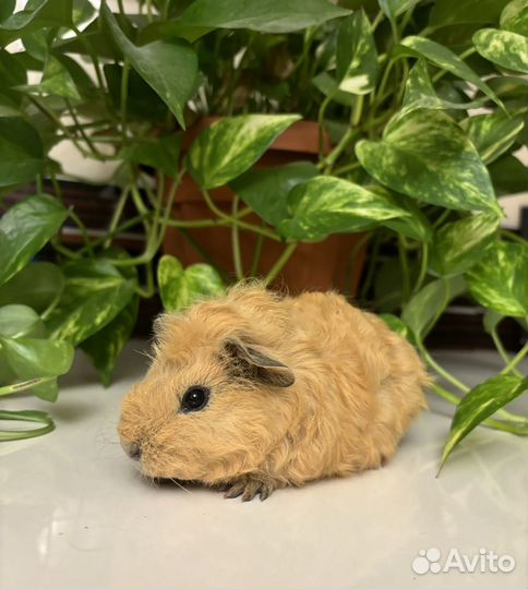 Морские свинки - тэдди очаровашки