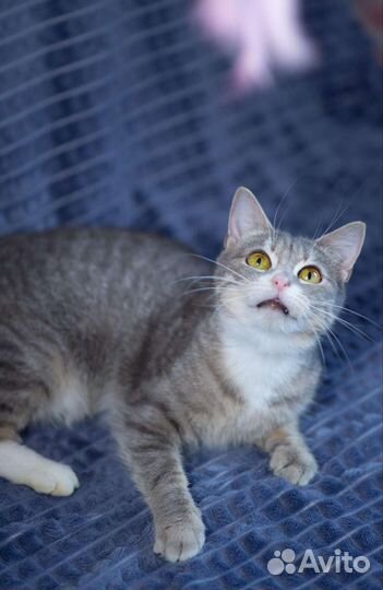 Ласковая кошка