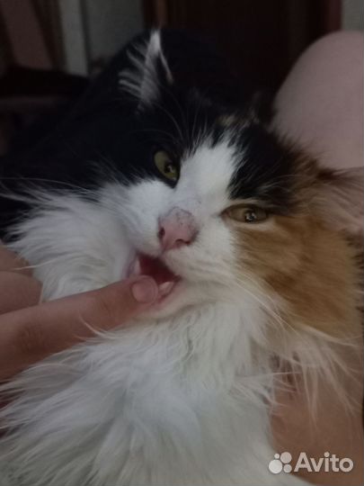 Котик в добрые руки