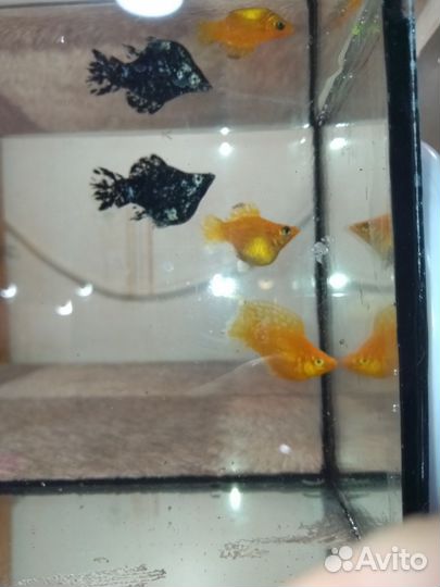 Породистые гуппи и петушки